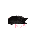 武士語にゃんこ（個別スタンプ：13）