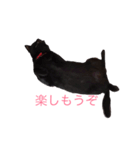 武士語にゃんこ（個別スタンプ：15）