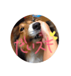 愛犬らっきー（個別スタンプ：1）