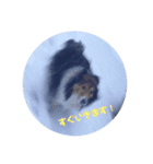 愛犬らっきー（個別スタンプ：2）