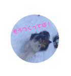 愛犬らっきー（個別スタンプ：3）