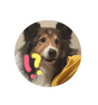 愛犬らっきー（個別スタンプ：4）
