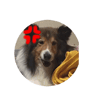 愛犬らっきー（個別スタンプ：5）