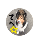 愛犬らっきー（個別スタンプ：6）
