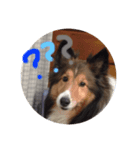 愛犬らっきー（個別スタンプ：7）