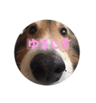 愛犬らっきー（個別スタンプ：8）