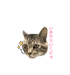 おまめ’sすたんぷ（個別スタンプ：11）