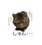 おまめ’sすたんぷ（個別スタンプ：15）