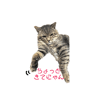 おまめ’sすたんぷ（個別スタンプ：17）