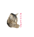 おまめ’sすたんぷ（個別スタンプ：30）