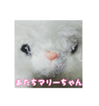 あたちマリーちゃん(こねこのマリー①)（個別スタンプ：1）