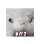 あたちマリーちゃん(こねこのマリー①)（個別スタンプ：4）