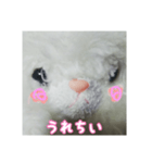 あたちマリーちゃん(こねこのマリー①)（個別スタンプ：5）