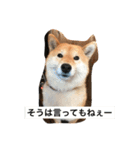 柴山豆蔵2（個別スタンプ：6）