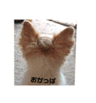 アイラブピーこ（個別スタンプ：28）