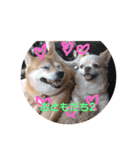 アイラブピーこ（個別スタンプ：30）