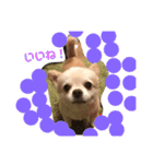 アイラブピーこ（個別スタンプ：33）