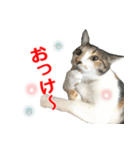 婚活ニャンコ・楽しく婚活（個別スタンプ：2）
