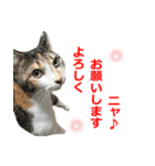 婚活ニャンコ・楽しく婚活（個別スタンプ：4）