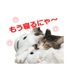 婚活ニャンコ・楽しく婚活（個別スタンプ：5）