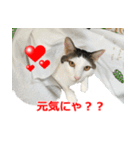 婚活ニャンコ・楽しく婚活（個別スタンプ：11）