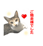 婚活ニャンコ・楽しく婚活（個別スタンプ：13）