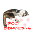 婚活ニャンコ・楽しく婚活（個別スタンプ：15）