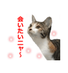 婚活ニャンコ・楽しく婚活（個別スタンプ：18）