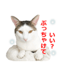 婚活ニャンコ・楽しく婚活（個別スタンプ：24）