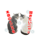 婚活ニャンコ・楽しく婚活（個別スタンプ：25）
