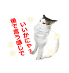 婚活ニャンコ・楽しく婚活（個別スタンプ：26）