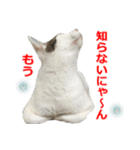 婚活ニャンコ・楽しく婚活（個別スタンプ：27）