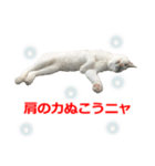 婚活ニャンコ・楽しく婚活（個別スタンプ：31）