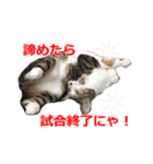 婚活ニャンコ・楽しく婚活（個別スタンプ：33）