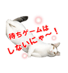 婚活ニャンコ・楽しく婚活（個別スタンプ：35）