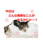 婚活ニャンコ・楽しく婚活（個別スタンプ：38）