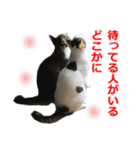 婚活ニャンコ・楽しく婚活（個別スタンプ：39）