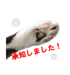 婚活ニャンコ・楽しく婚活（個別スタンプ：40）