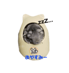 チンチラのかけるくん（個別スタンプ：1）