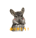 チンチラのかけるくん（個別スタンプ：8）