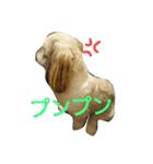 シーズー 茶々丸くん（個別スタンプ：3）