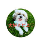 シーズー 茶々丸くん（個別スタンプ：5）