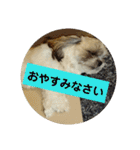 シーズー 茶々丸くん（個別スタンプ：10）