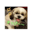 シーズー 茶々丸くん（個別スタンプ：13）