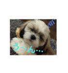 シーズー 茶々丸くん（個別スタンプ：16）