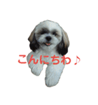 シーズー 茶々丸くん（個別スタンプ：17）