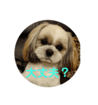 シーズー 茶々丸くん（個別スタンプ：18）