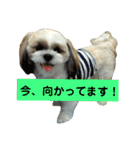 シーズー 茶々丸くん（個別スタンプ：19）
