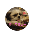 シーズー 茶々丸くん（個別スタンプ：23）