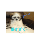 シーズー 茶々丸くん（個別スタンプ：25）